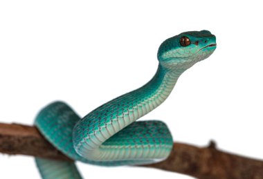 Yavru erkek, mavi, beyaz dudaklı pitenor, nam-ı diğer Trimeresurus insularis yılan, tahta dalın etrafına kıvrılmış. Beyaz arkaplanda izole.