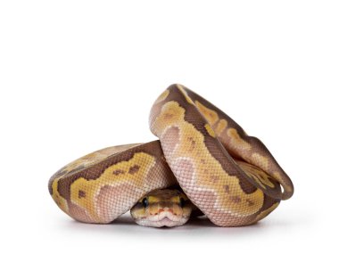 Defansif kıvrılmış Küçük Pastel Ballpython namı diğer Python Regius, beyaz arka planda izole edilmiş.