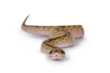 Bebek dişi Küçük Pastel Ballpython namı diğer Python Regius, beyaz arka planda izole edilmiş. Kameraya doğru gidiyor..