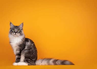 Yakışıklı, genç, gümüş renkli Maine Rakunu, yan yana oturuyor. Sarı turuncu arka planda izole edilmiş..