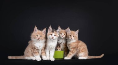 Beş Fluffy Maine Rakun kedi yavrusundan oluşan bir grup yeşil içme kabının etrafında oturuyorlar. İçen biri hariç herkes kameraya bakıyor. Siyah arkaplanda izole.