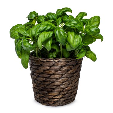 Kahverengi tencerede taze yeşil fesleğen bitkisinin ön görüntüsü. Beyaz arkaplanda izole