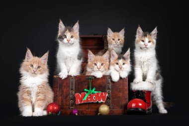 Altı tane Maine Rakunu kedi yavrusu, Noel süslemeleri ile ahşap sandığın içinde ve etrafında oturuyorlar. Siyah arkaplanda izole.