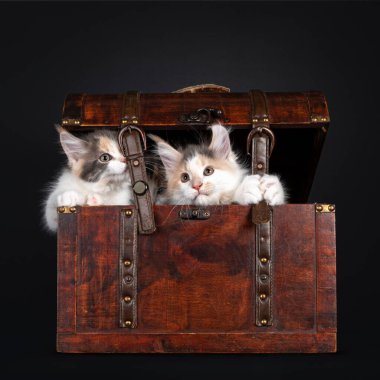 Beyaz Maine Rakun kedi yavrularıyla ahşap bir mücevher kutusunda oturan iki nauhgty tortie. Kameraya doğru bakıyorum. Siyah arkaplanda izole.