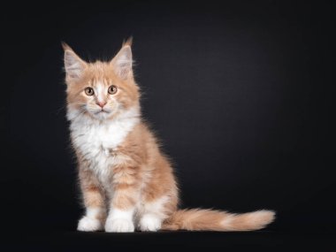 Majestic creme white Maine Rakun kedi yavrusu, yan yana oturuyor. Lens arıyorum. Siyah arkaplanda izole.