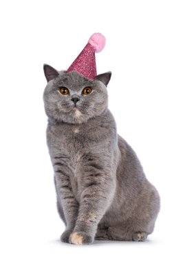 Etkileyici mavi Tortie İngiliz Shorthair kedisi. Pembe parti şapkası takıyor. Muhteşem turuncu gözlerle kameraya doğru bakıyor. Beyaz arkaplanda izole.