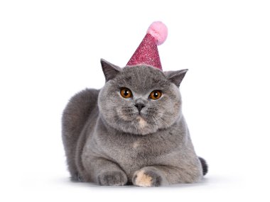 Etkileyici mavi Tortie İngiliz Shorthair kedisi. Pembe parti şapkası takmış yüz üstü uzanıyor. Muhteşem turuncu gözlerle kameraya doğru bakıyor. Beyaz arkaplanda izole.