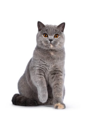 Etkileyici mavi tortie İngiliz Shorthair kedisi, bir pençesi havada ön tarafta oturuyor. Muhteşem turuncu gözlerle kameraya doğru bakıyor. Beyaz arkaplanda izole.