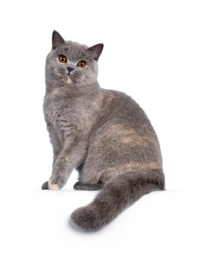 Etkileyici mavi tortie İngiliz Shorthair kedisi, kenarlarda oturuyor. Muhteşem turuncu gözlerle kameraya doğru bakıyor. Beyaz arka planda izole edilmiş. Kuyruk kenardan sarkıyor.