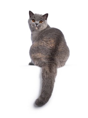 Etkileyici mavi tortie İngiliz Shorthair kedisi, gerisin geri oturuyor. Muhteşem turuncu gözlerle omzunun üstünden kameraya bakıyor. Beyaz arkaplanda izole.