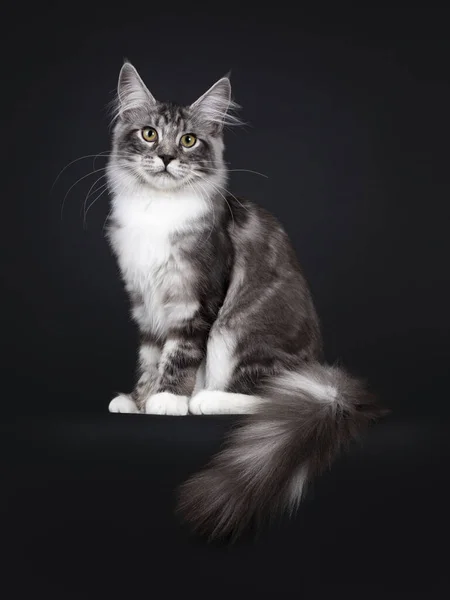 Guapo Joven Maine Coon Gato Sentado Lado Formas Con Cola — Foto de Stock