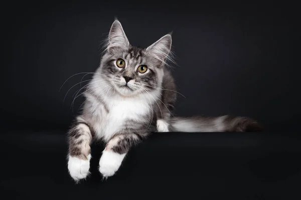 Guapo Joven Maine Coon Gato Acostado Frente Frente Con Las —  Fotos de Stock