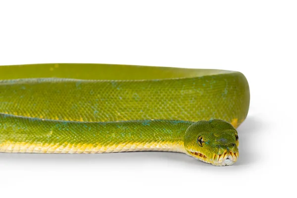 Detail Head Adult Green Tree Python Aka Morelia Viridis Flat — Stock Photo, Image