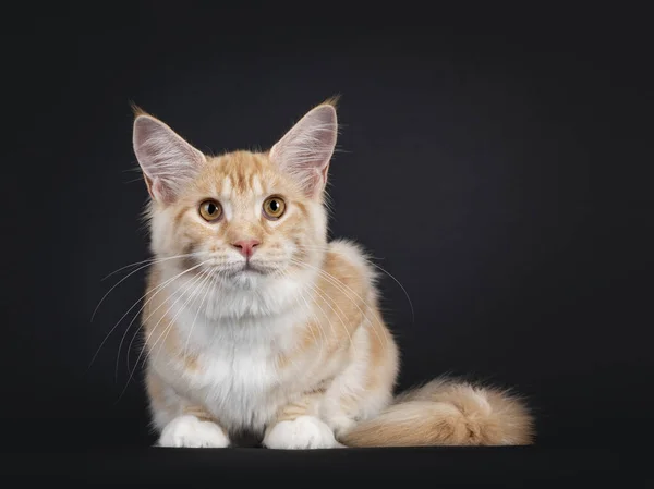 Pěkná Červená Stříbrná Tabby Maine Mýval Kočka Ležící Tváří Zemi — Stock fotografie