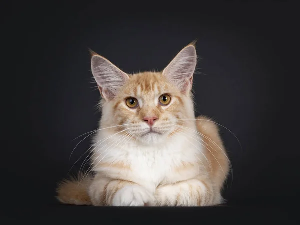 Красиво Червоний Срібний Таббі Maine Coon Кіт Лягаючи Обличчям Вперед — стокове фото