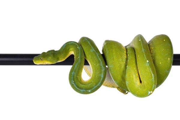 Der Ausgewachsene Grüne Baumpython Alias Morelia Viridis Hängt Über Einer — Stockfoto