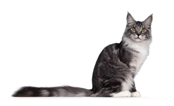 ハンサムな黒いタビー銀メイン猫 カメラに直面する側の方法に座っている 白い背景に隔離され — ストック写真