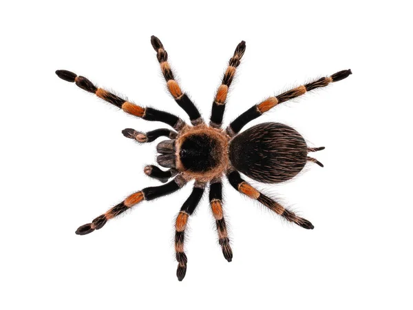 Top View Mexican Redknee Tarantula Aka Brachypelma Hamorii Ізольовані Білому — стокове фото