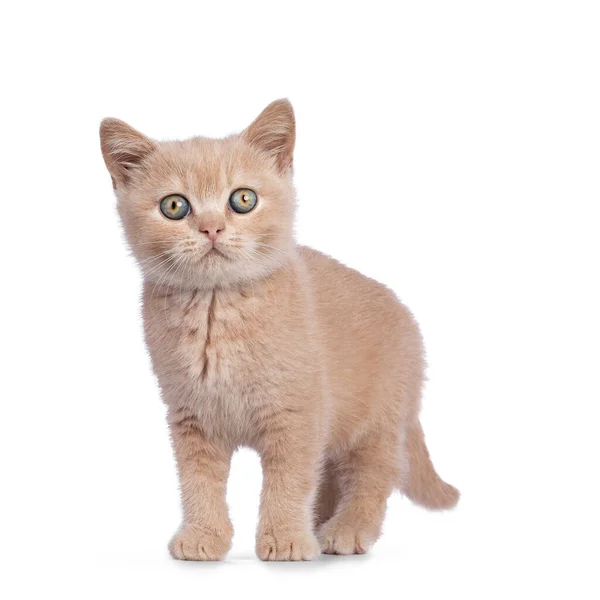 Cute Creme Brytyjski Kotek Kratkę Stoi Twarzą Przodu Patrzę Prosto — Zdjęcie stockowe