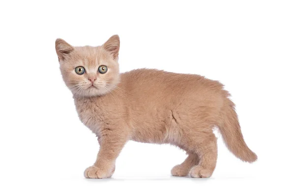 Słodki Brytyjski Krótkowłosy Kot Stojący Uboczu Patrzę Prosto Kamerę Izolacja — Zdjęcie stockowe