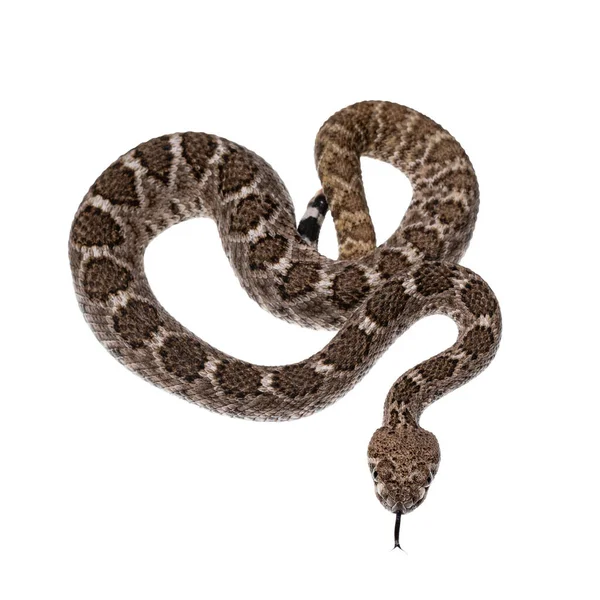 Top View Young Daimondback Rattlesnake Aka Crotalus Atrox Snake Isolated — Stock Photo, Image