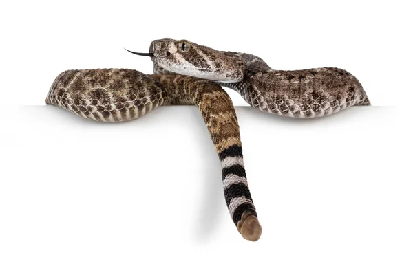 Oldalnézet Fiatal Daimondback Csörgőkígyó Más Néven Crotalus Atrox Kígyó Lóg — Stock Fotó