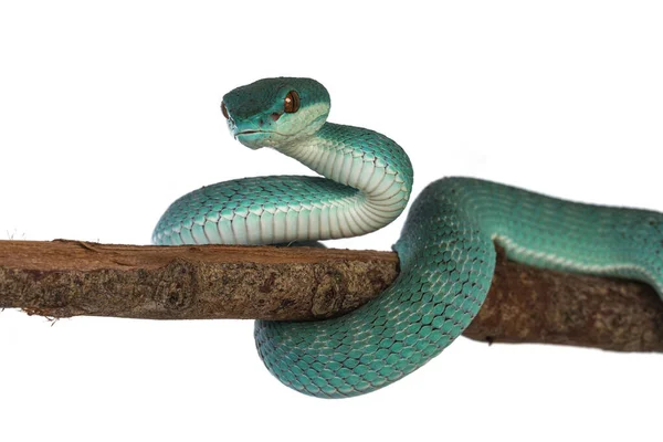 Yavru erkek, mavi, beyaz dudaklı pitenor, nam-ı diğer Trimeresurus insularis yılan, tahta dalın etrafına kıvrılmış. Beyaz arkaplanda izole.