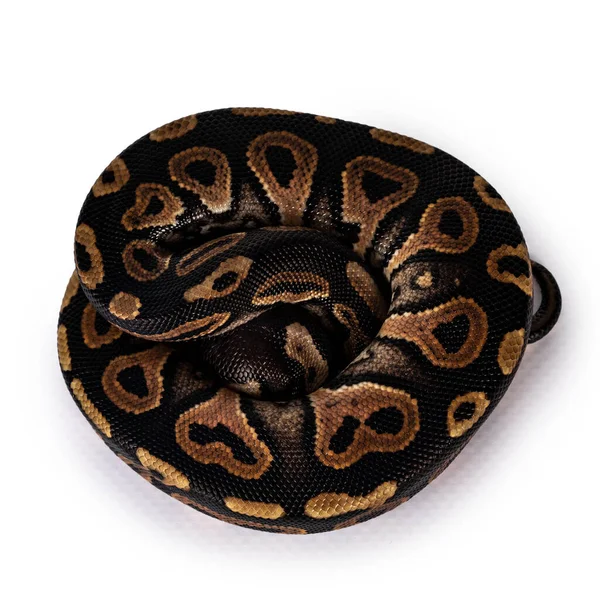 Vue Dessus Recroquevillé Bébé Femelle Ballpython Alias Python Regius Isolé — Photo