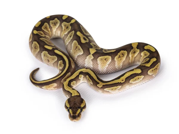 Bébé Femelle Petit Pastel Ballpython Alias Python Regius Vue Dessus — Photo