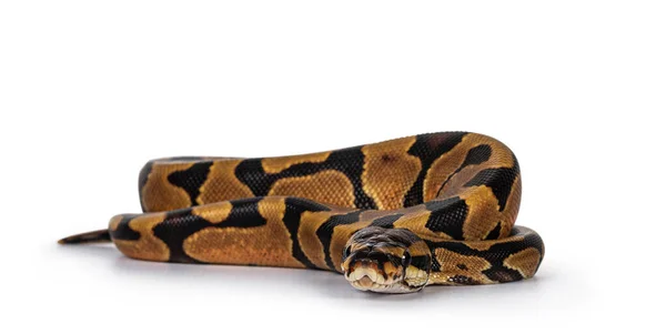 Baby Male Enchi Ballpython Más Néven Python Regius Elszigetelt Fehér — Stock Fotó