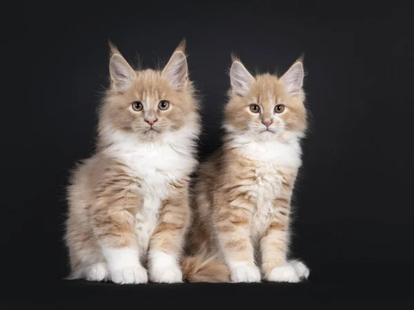Dwa Urocze Puszyste Kotki Maine Coon Siedzące Obok Siebie Patrzę — Zdjęcie stockowe