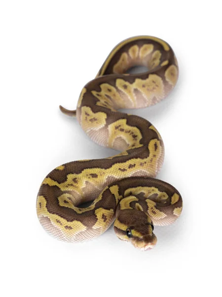 Top View Baby Female Lesser Pastel Ballpython Aka Python Regius — Stock Photo, Image