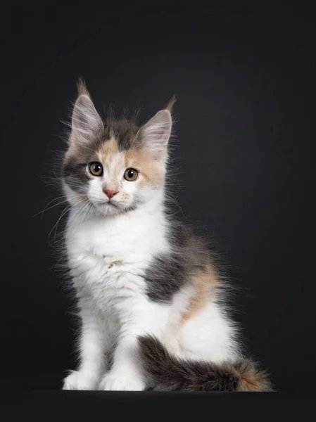 Cute Little Tortie Maine Coon Cat Kitten Sitting Side Ways — Stock Photo, Image