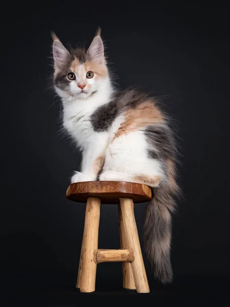Bonito Pequeno Tortie Maine Coon Gato Gatinho Sentado Lado Caminhos — Fotografia de Stock