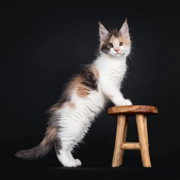 Mignon Petit Chat Tortie Maine Coon Chaton Debout Sur Les — Photo