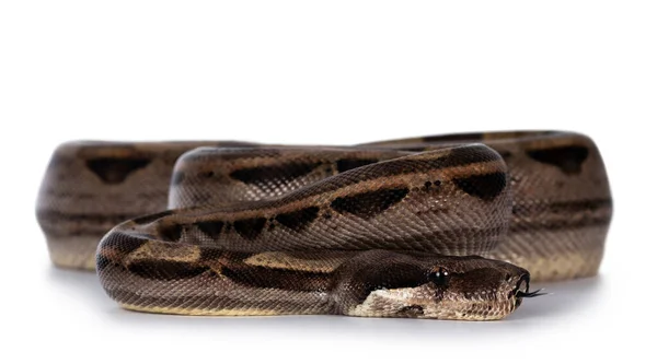 Vista Frontal Bela Constritor Marrom Boa Aka Boa Imperator Serpente — Fotografia de Stock