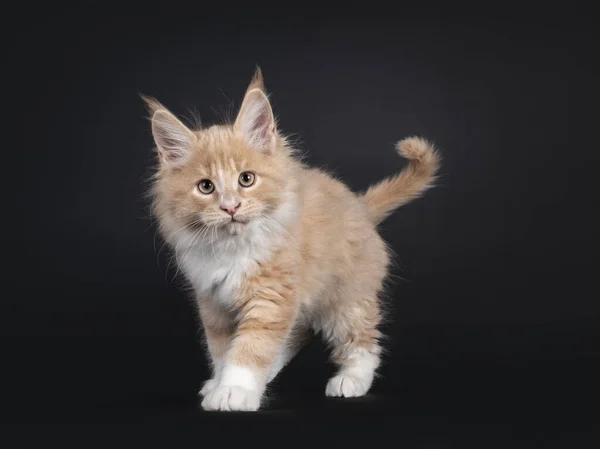 Bella Crema Con Bianco Soffice Maine Coon Gatto Gattino Camminando — Foto Stock