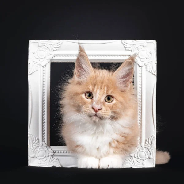 Handsome Creme White Fluffy Maine Coon Cat Kitten Laying White — Stock Photo, Image