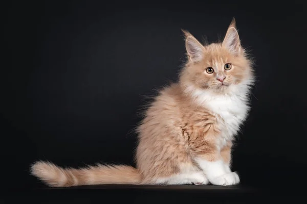 Knap Creme Met Witte Pluizige Maine Coon Kat Kitten Zitten — Stockfoto