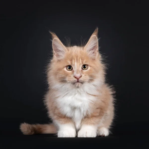 Crema Guapo Con Blanco Esponjoso Maine Coon Gato Gatito Sentado — Foto de Stock