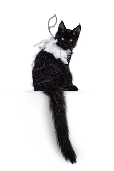 Тісний Чорний Кошеня Maine Coon Який Сидить Зворотному Напрямку Носив — стокове фото