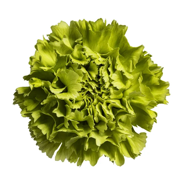 Closeup Top View Green Carnation Flower Full Bloom Isolated White — Stock Photo, Image