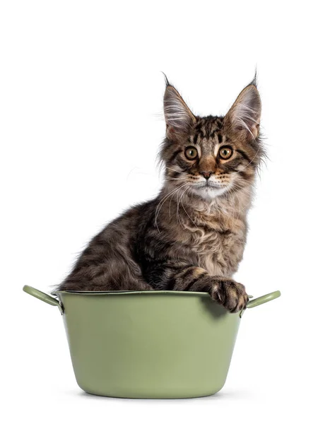 Lindo Marrón Tabby Maine Coon Gato Gatito Sentado Cubo Verde —  Fotos de Stock