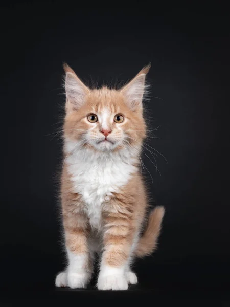 Meraklı Krema Beyazı Rakun Kedi Yavrusu Kameraya Doğru Yürüyor Lens — Stok fotoğraf