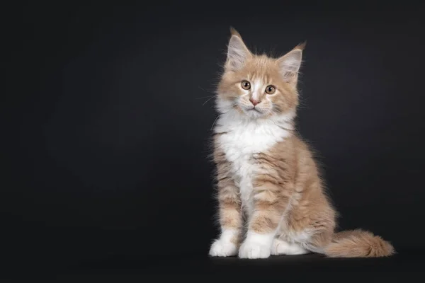 Duo Deux Mignons Chatons Maine Coon Assis Couche Cote Petits Image Libre De Droit Par Nynkevanholten C