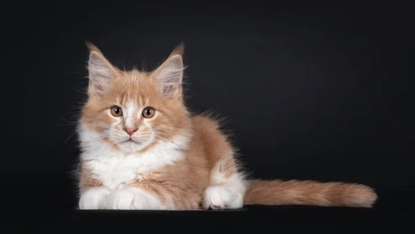 Majestätisches Cremeweißes Katzenkätzchen Maine Coon Das Sich Nach Vorne Legt — Stockfoto