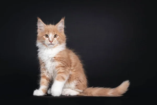 Majestätisches Cremeweißes Katzenkätzchen Der Maine Coon Seitlich Sitzend Mit Blick — Stockfoto