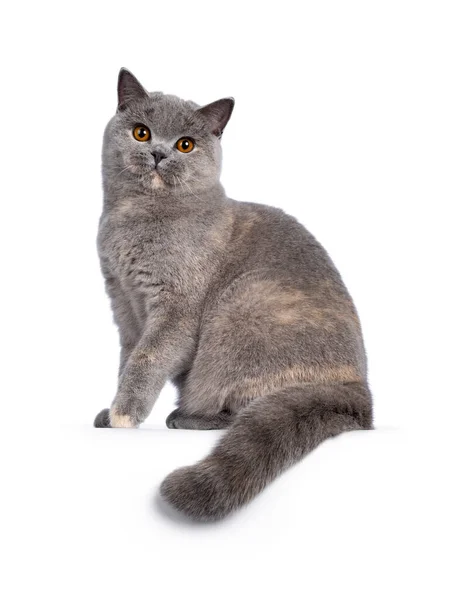 Imponerande Blå Tortie British Shorthair Katt Sitter Sida Vid Sida — Stockfoto