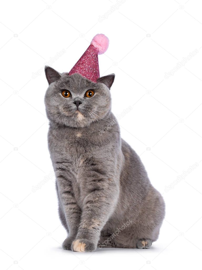 Impressive blue tortie British Shorthair cat, sitting facing front wearing pink party hat. Looking towards camera with amazing orange eyes. Isolated on white background.