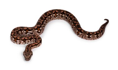 Dumeril 'in boa yılanı, diğer adıyla Acrantophis dumerili yılanı. Beyaz arkaplanda izole.